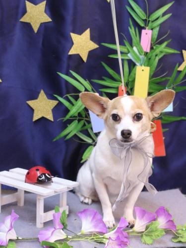 20230729うにちゃん